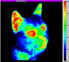 thermal scan of cat